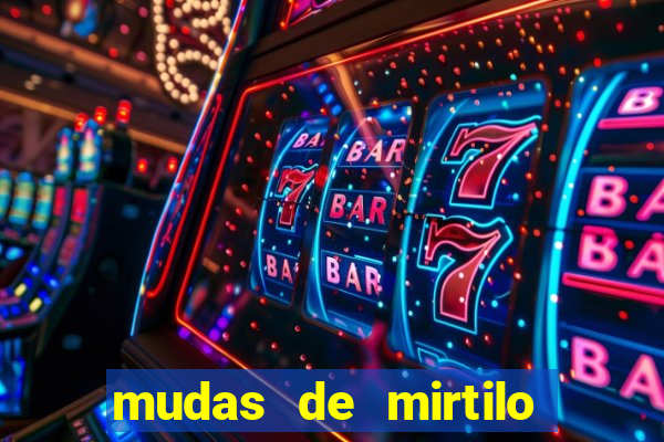 mudas de mirtilo em porto alegre