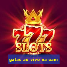 gatas ao vivo na cam