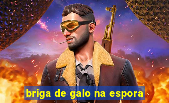 briga de galo na espora