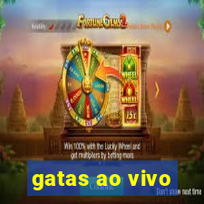 gatas ao vivo